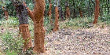 Sugherete: 30 mila ettari da difendere, la Giunta regionale rinnova lo stato di emergenza fitosanitaria