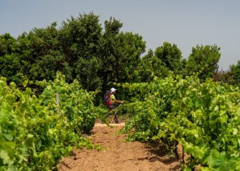 Sardegna, in cammino alla scoperta degli inediti Sentieri del Carignano