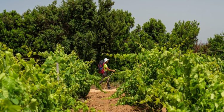 Sardegna, in cammino alla scoperta degli inediti Sentieri del Carignano