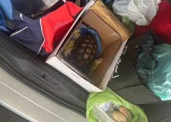 Sequestro tartaruga e pietre porto di Olbia