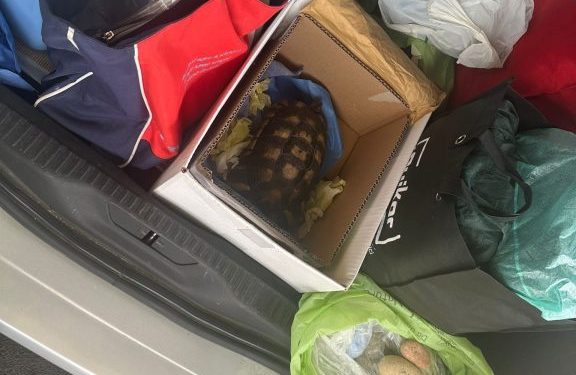 Sequestro tartaruga e pietre porto di Olbia