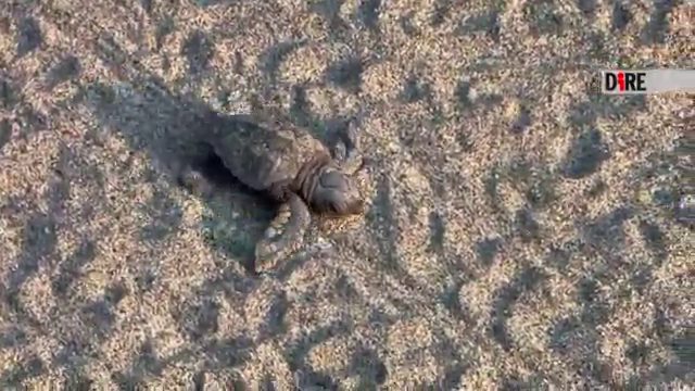 In Liguria continua il baby boom di tartarughe Caretta Caretta