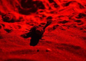 Schiusa nella notte a Riccione, nascono 21 tartarughine