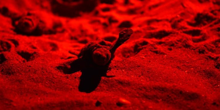 Schiusa nella notte a Riccione, nascono 21 tartarughine