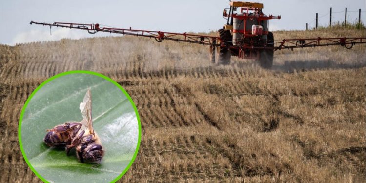 Greenpeace: “L’Europa esporta pesticidi killer”