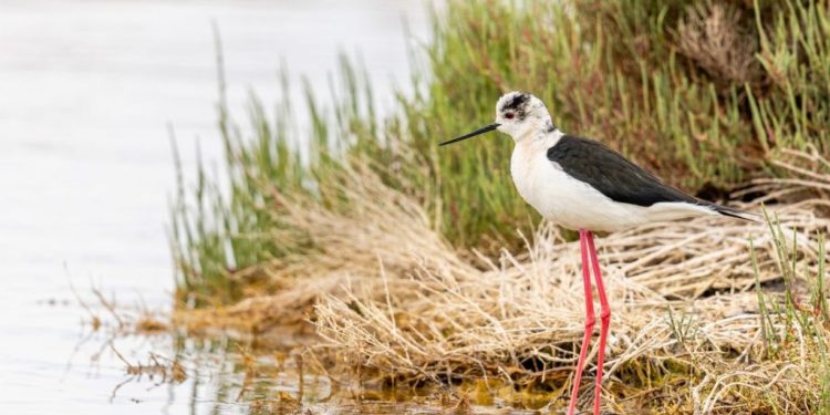 Ambiente: Sardegna in prima fila nella lotta alle uccisioni illegali di avifauna
