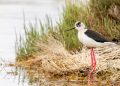 Rete natura 2000: la Sardegna rafforza il monitoraggio di habitat e specie per tutelare la biodiversità