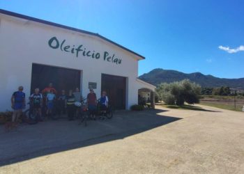 Al via la raccolta turistica delle olive a Pelau, in Ogliastra