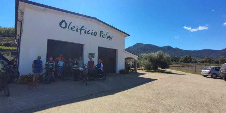 Al via la raccolta turistica delle olive a Pelau, in Ogliastra