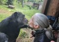 Addio a Jane Goodall, la ‘signora degli scimpanzè’ aveva 91 anni
