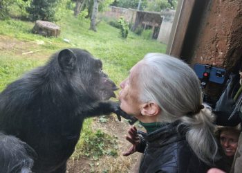 Addio a Jane Goodall, la ‘signora degli scimpanzè’ aveva 91 anni