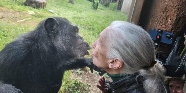 Addio a Jane Goodall, la ‘signora degli scimpanzè’ aveva 91 anni