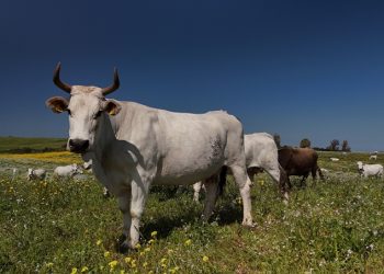 Dal 10 ottobre il Corso Uniss “Carni Sostenibili” con la presentazione del libro  “Il teatro delle macchine pensanti” di Stefano Epifani