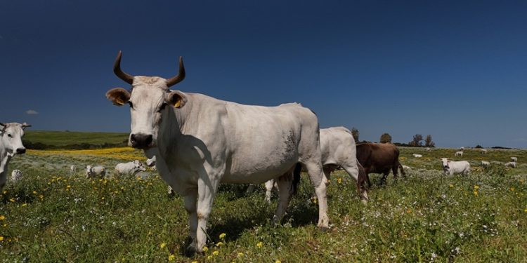 Dal 10 ottobre il Corso Uniss “Carni Sostenibili” con la presentazione del libro  “Il teatro delle macchine pensanti” di Stefano Epifani