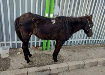 Cavallo trascinato sull’asfalto e poi legato a un palo: due denunciati a Napoli