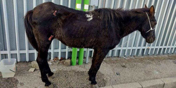 Cavallo trascinato sull’asfalto e poi legato a un palo: due denunciati a Napoli