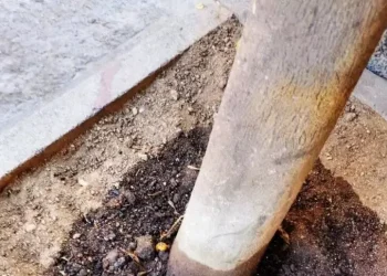 Ambientalisti, ‘veleni negli alberi di via Pergolesi a Cagliari’