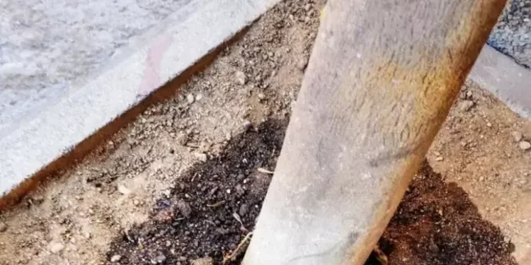 Ambientalisti, ‘veleni negli alberi di via Pergolesi a Cagliari’