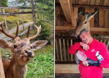 È morto il cervo più famoso d’Italia: addio a Bambi, cresciuto con le capre