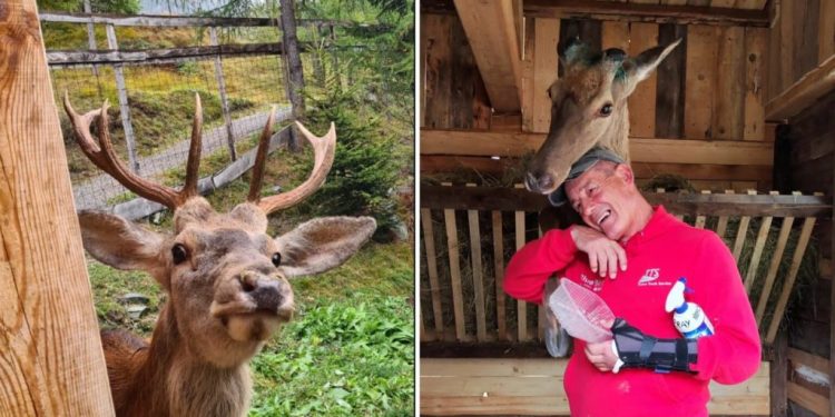 È morto il cervo più famoso d’Italia: addio a Bambi, cresciuto con le capre