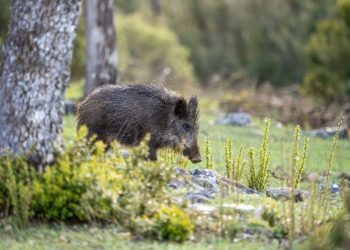 Fauna selvatica: la Regione approva le Linee guida per i Piani Provinciali e Metropolitani di gestione e contenimento