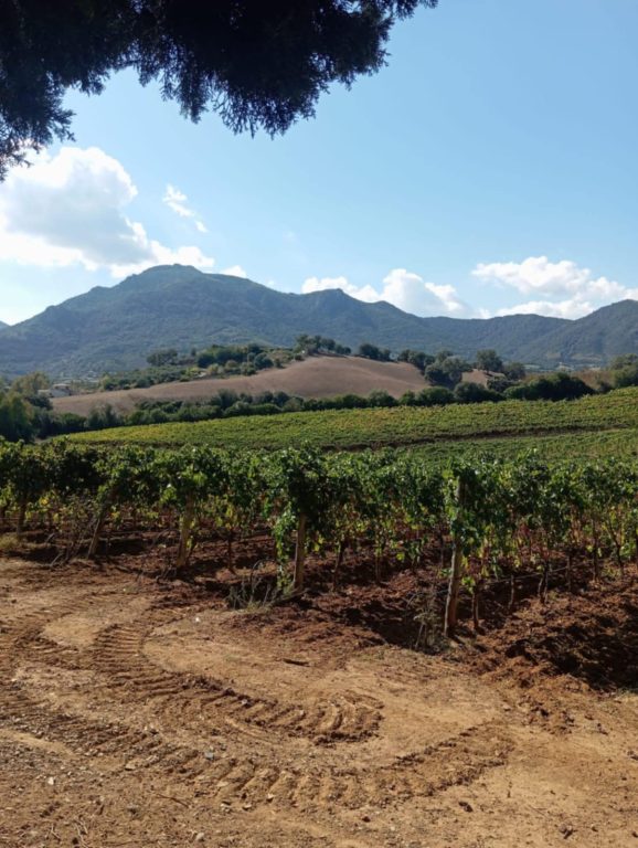 Boom di visitatori all’Oleificio Pelau