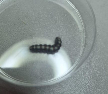 Allarme processionaria al parco di Monteclaro a Cagliari