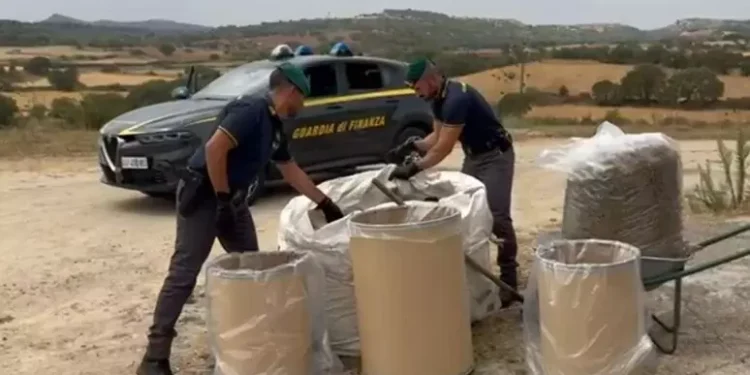 Oltre 270 kg di marijuana sequestrati a Ozieri
