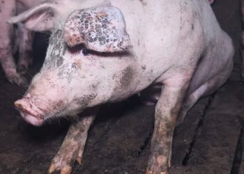 Animalisti in piazza a Sassari contro allevamento intensivo