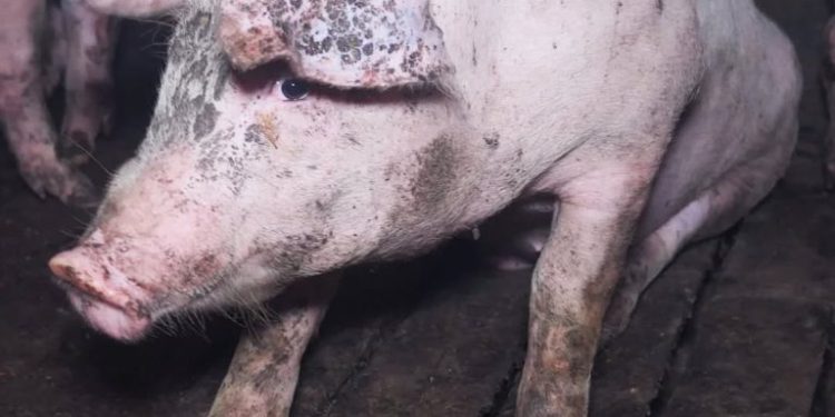 Animalisti in piazza a Sassari contro allevamento intensivo