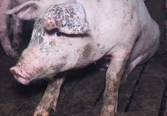 Lav denuncia apertura di un allevamento intensivo a Sassari