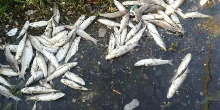 Moria di pesci a Su Siccu, ‘nessun pericolo, fenomeno periodico’