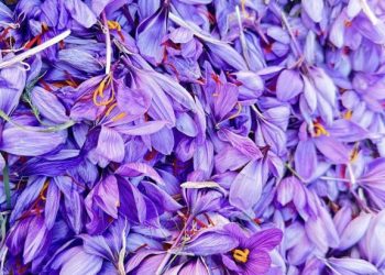 San Gavino Monreale, Turri e Villanovafranca, Tre comuni, un’unica grande tradizione legata allo Zafferano