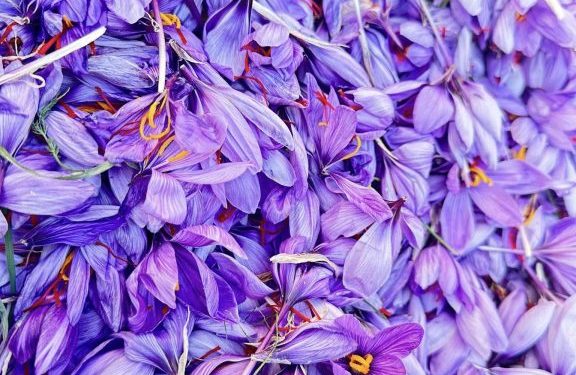 San Gavino Monreale, Turri e Villanovafranca, Tre comuni, un’unica grande tradizione legata allo Zafferano