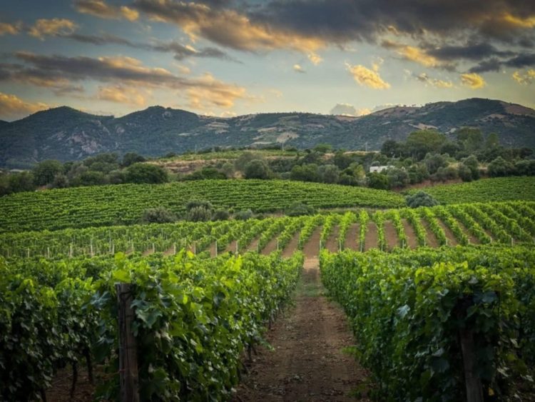 Il Turismo dell’olio a novembre all’Oleificio Pelau: è successo