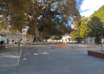 Cagliari, Piazza Matteotti: area transennata sotto il grande Ficus per motivi di sicurezza