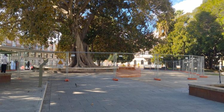 Cagliari, Piazza Matteotti: area transennata sotto il grande Ficus per motivi di sicurezza