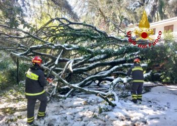 Forte nevicate in Sardegna, disagi e alberi caduti