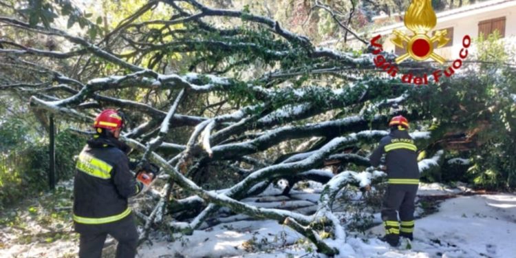 Forte nevicate in Sardegna, disagi e alberi caduti