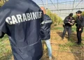 Maxi piantagione marijuana in serre, 6 arresti nel Cagliaritano