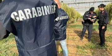 Maxi piantagione marijuana in serre, 6 arresti nel Cagliaritano