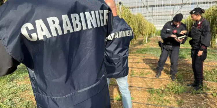 Maxi piantagione marijuana in serre, 6 arresti nel Cagliaritano