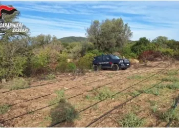 Scoperta vasta piantagione di marijuana a Loiri Porto S.Paolo
