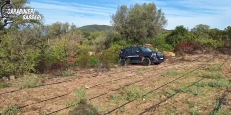 Scoperta vasta piantagione di marijuana a Loiri Porto S.Paolo