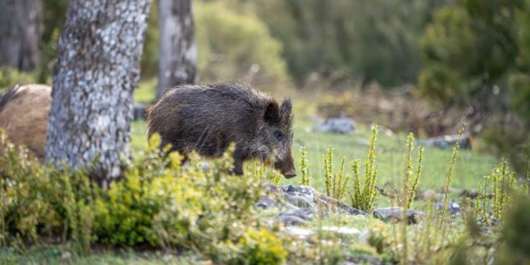Fauna selvatica: stanziati i contributi ai comuni più colpiti dai sinistri stradali per interventi sperimentali di riduzione del rischio