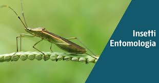 Cagliari, corso di Entomologia ed Entomologia Forense