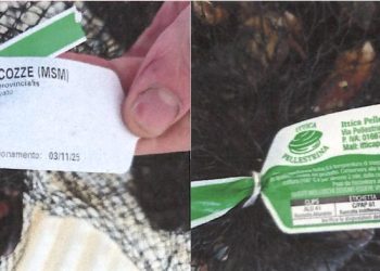 Il Ministero della Salute richiama le cozze