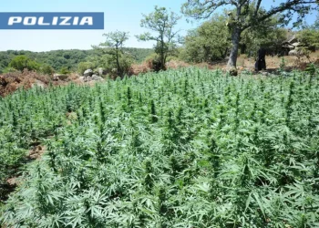 Tre arresti a Gavoi per una piantagione di marijuana a Lodine