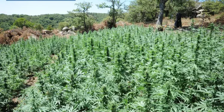 Tre arresti a Gavoi per una piantagione di marijuana a Lodine