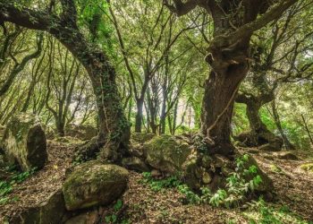 Ambiente: entra nella fase operativa la rete di monitoraggio fitosanitario delle foreste